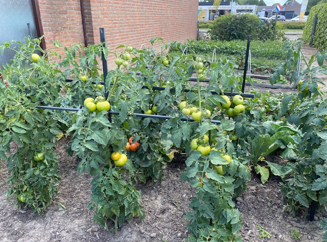 NK Tegelwippen moestuin Zuidpolder/Zuiderpark